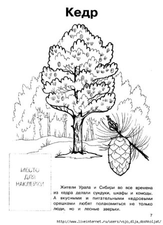 Раскраска кедр дерево