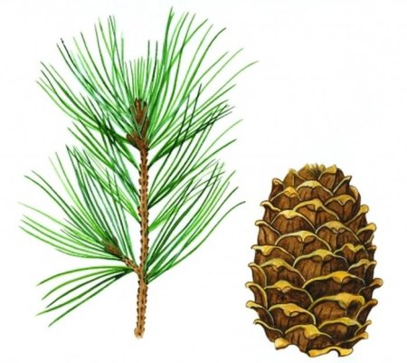 Кедр Сибирский хвоинки