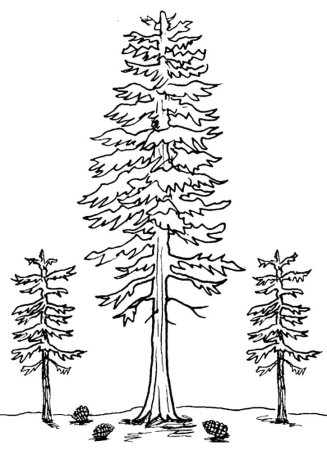 Сосна рисунок карандашом