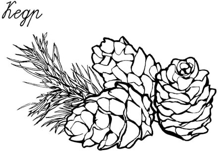 Шишки картинки для детей раскраски