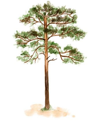 Сосна рисунок