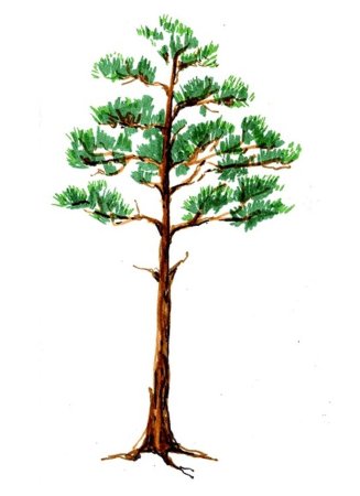 Дерево сосна для детей