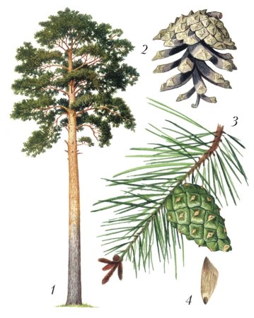 Хвоинки дерева сосна Кедровая