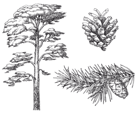 Сибирский кедр дерево
