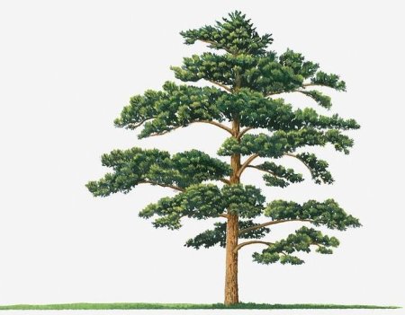 Сосна для детей