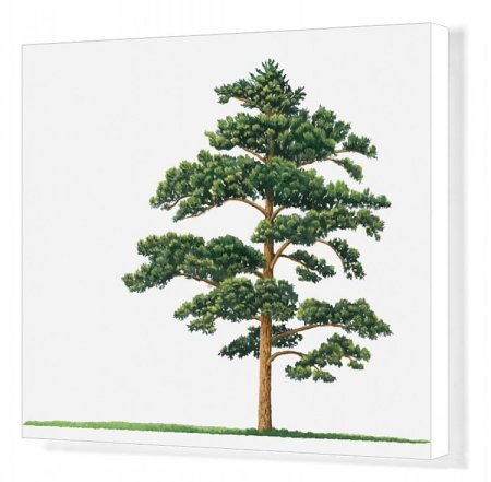 Сосна для детей