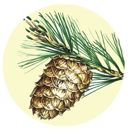 Хвоинки дерева сосна Кедровая
