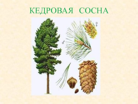 Плоды кедровой сосны
