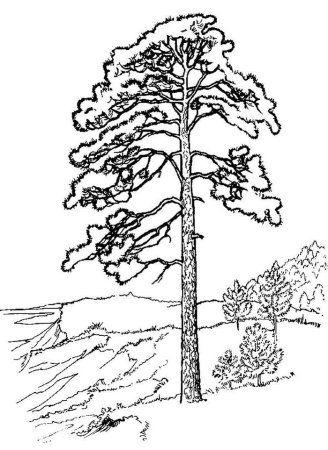 Сосна раскраска для детей