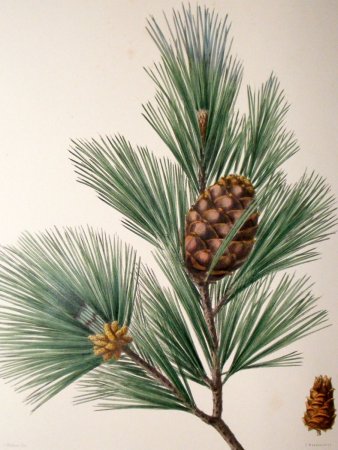 Сосна Сибирская хвоинки