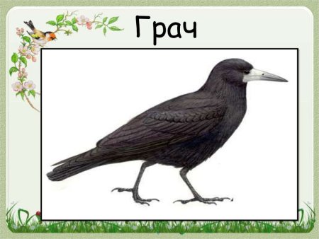 Ворон раскраска