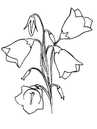 Колокольчик цветок рисунок