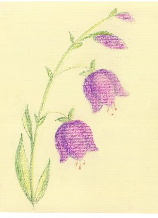 Stabilo пастель масляная Trio 12 цветов