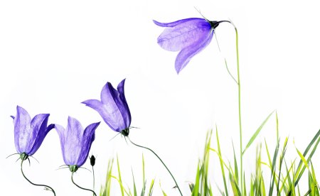 Колокольчик цветок для детей