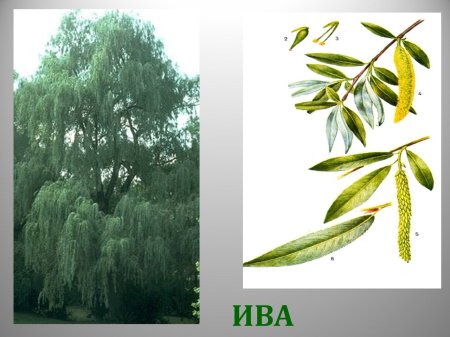 Ива плакучая листья и семена