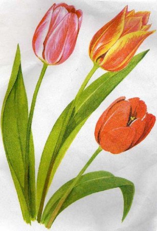 Весенние цветы цветными карандашами для детей