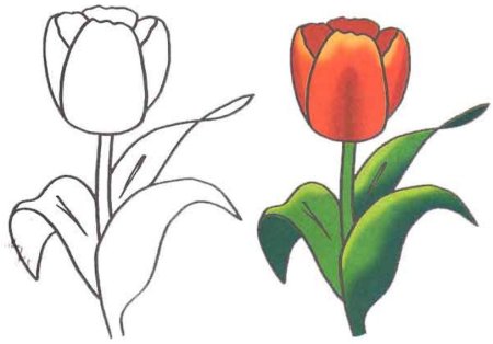 Тюльпаны рисунок