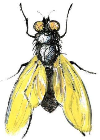 Веселая Муха