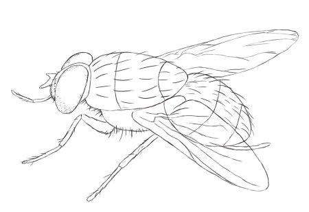 Муха рисунок
