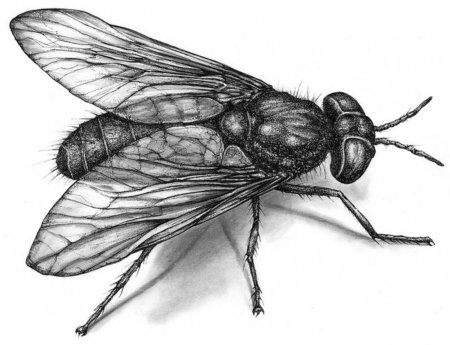 Пчела черно белая