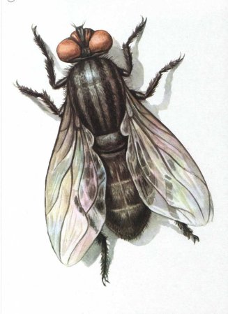 Насекомые. Раскраска