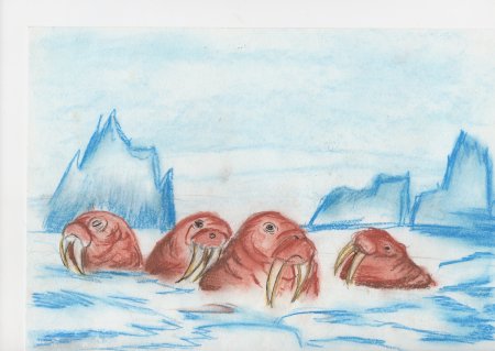 Моржи детские рисунки