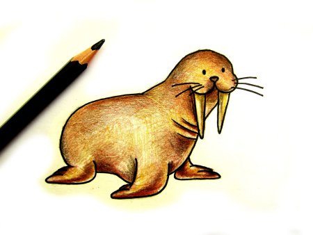 Поэтапное рисование моржа для детей