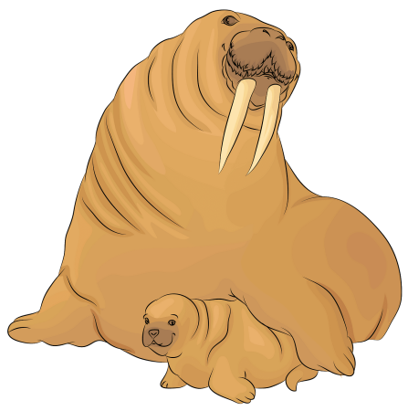 Атлантический морж