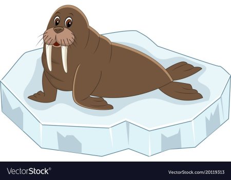 Рисование морж на льдине