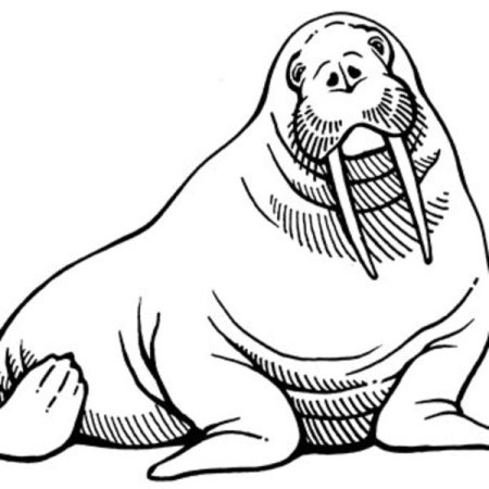 Морж рисунок