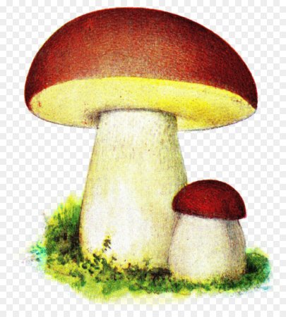 Грибы Шляпочные Боровик