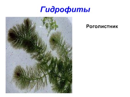 Роголистник Донской ( растения Ростовской области)