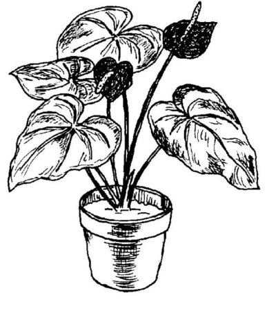 Комнатные растения раскраска