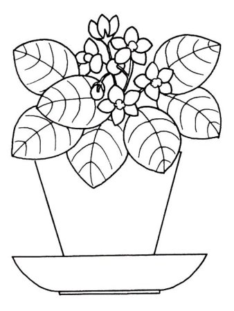 Комнатные растения раскраска