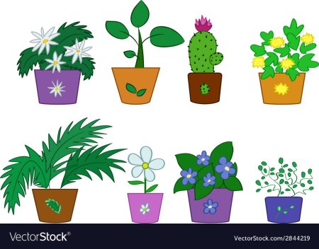 Спатифиллум зарисовка