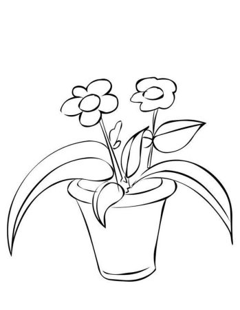 Колеус, бегония крапчатая