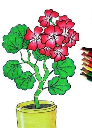 Раскраска комнатные растения для детей