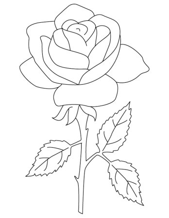 Раскраски Розы распечатать бесплатно