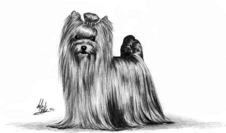 Йоркширский терьер референс