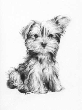 Йорк карандашом