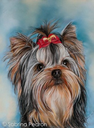 Скетчинг Йоркширский терьер