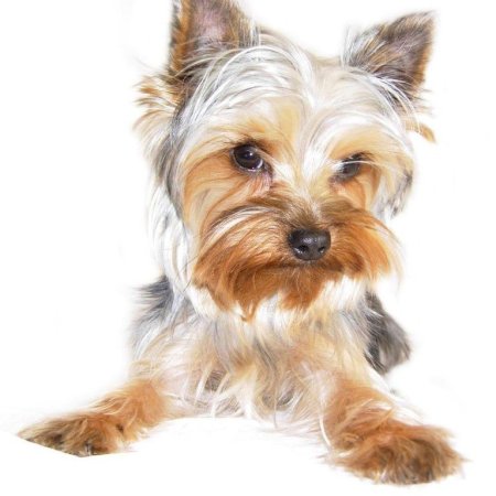 Йоркширский терьер