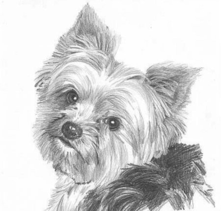 Йоркширский терьер рисунок карандашом