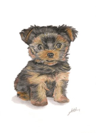 Цветной Йоркширский терьер