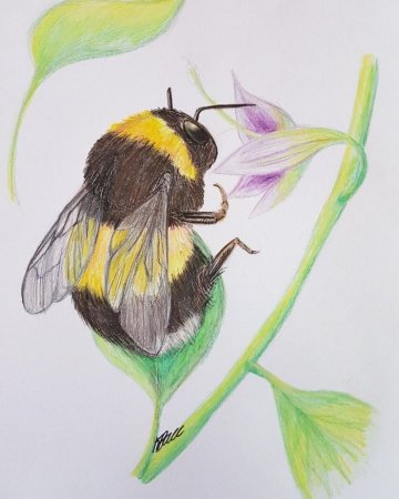 Bombus ruderatus