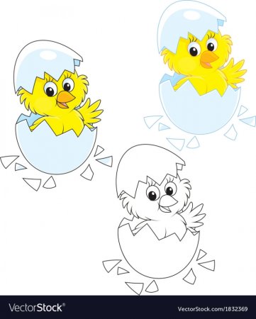 Балетет. Не. Вылупившихся. Птенец