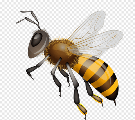 Пчела на белом фоне