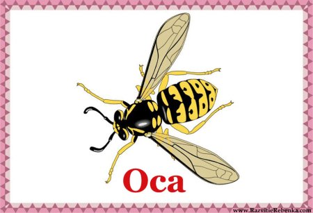 Иллюстрации насекомых для детского сада