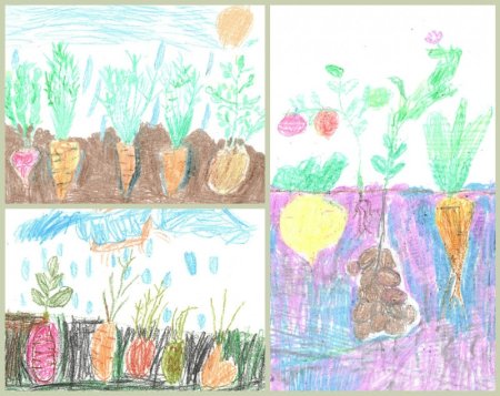 Рисование вершки и корешки в старшей группе