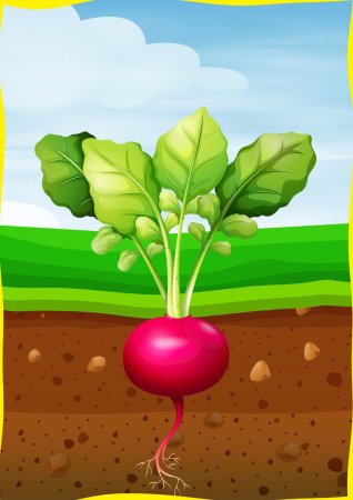 Вершки и корешки рисунок